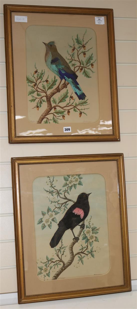 H. Pedrozo, two watercolour and feather pictures of Redwing Blackbird and Bulier Jay, 16 x 12in.